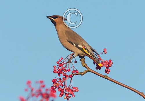 Waxwing DM1524
